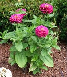 Zinnia 1